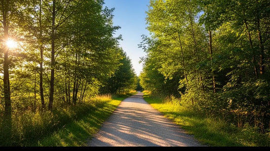 Sunlit summer walking and light hiking trail winding through green trees on a warm clear day